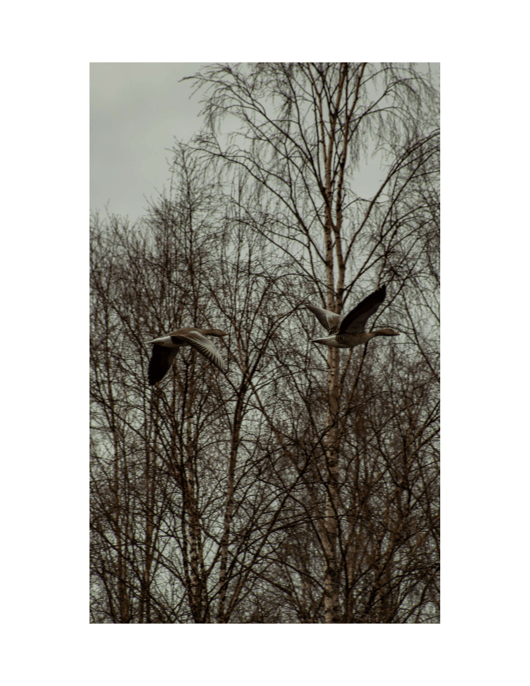 Two Geese
